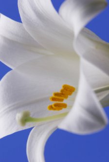 White Lily is the symbol of the purity of Jesus
