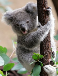 Cute Young Koala