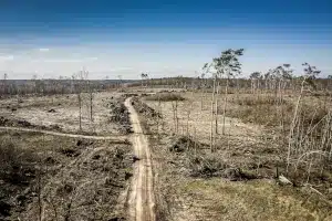 deforestation of the land