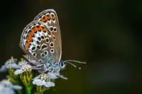 multicolor butterfly