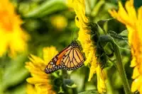 butterfly on sunflower